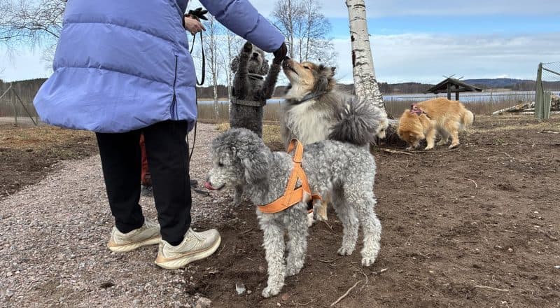 Kvinna sträcker fram hundgodis till flera hundar som hoppar upp mot godiset.
